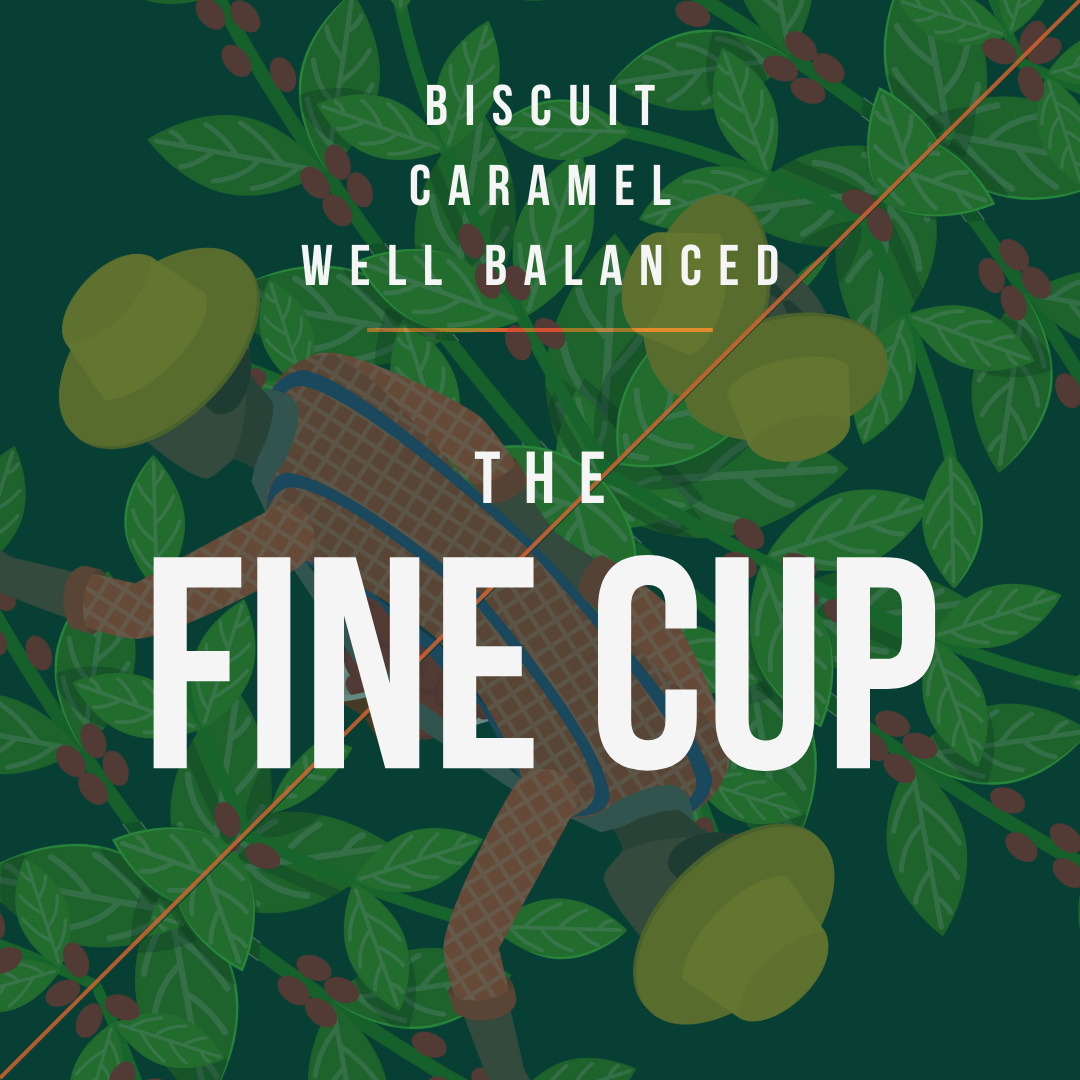 Fine Cup - Everyday Espresso