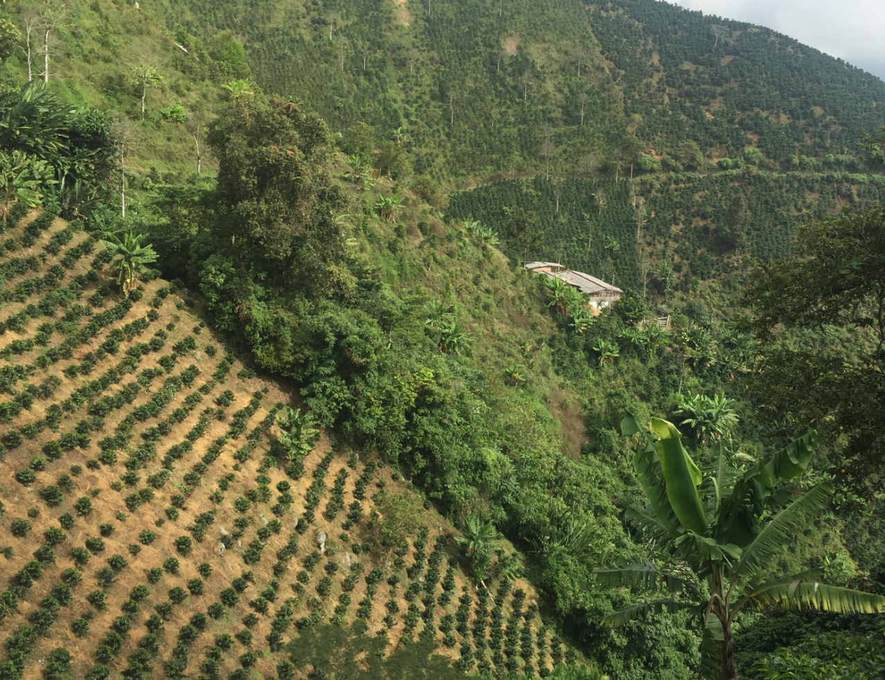 Colombia - Hacienda La Claudina (Microlot)