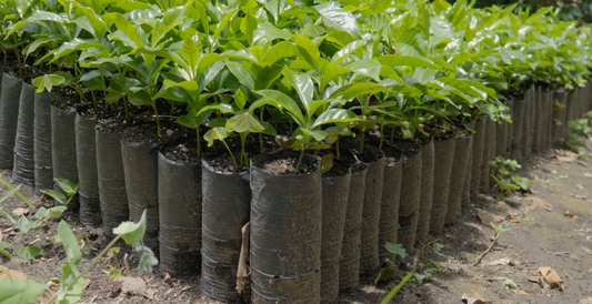 Our Impact - 11 Million Trees Project