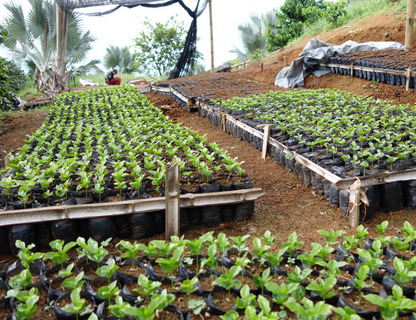 Colombia - Hacienda La Claudina (Microlot)