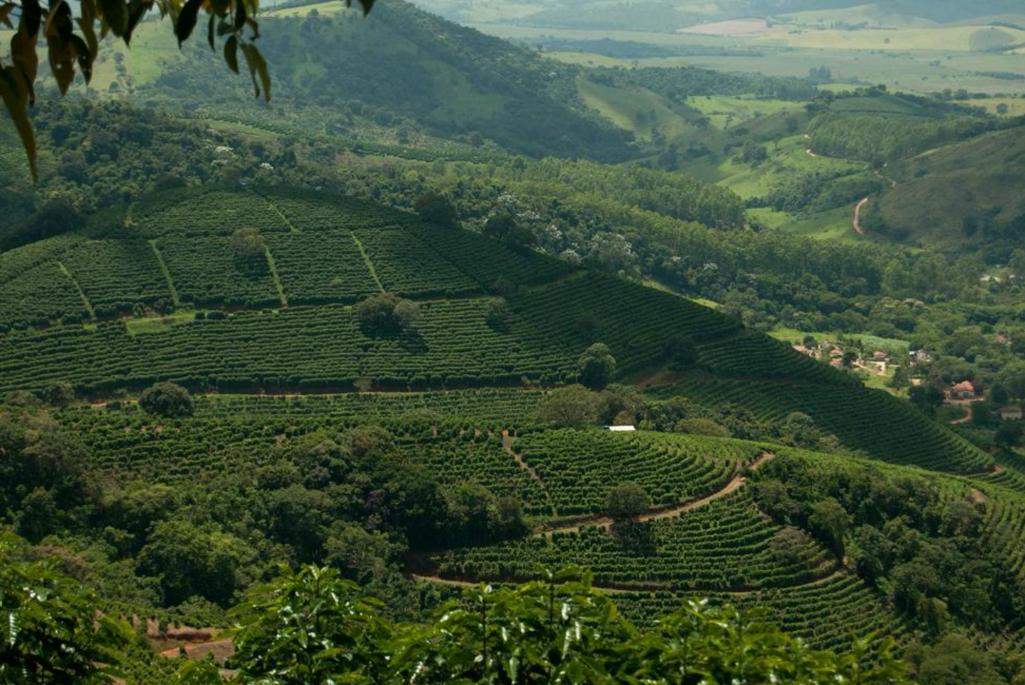 Brazil - Monte Verde