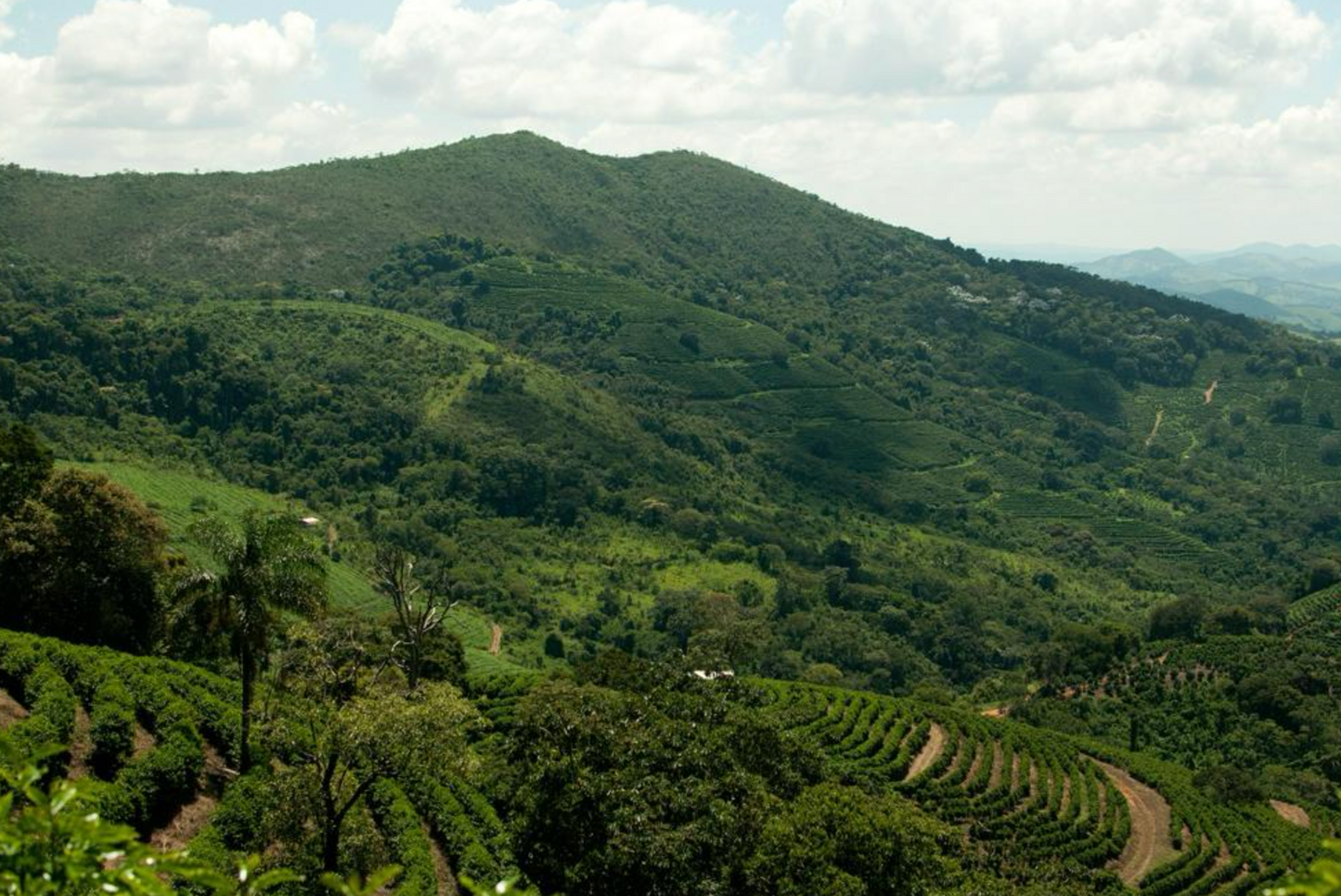 Brazil - Monte Verde