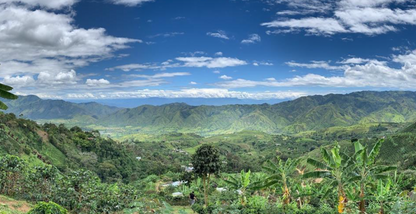 Colombia - Finca El Faro (Pink Bourbon)